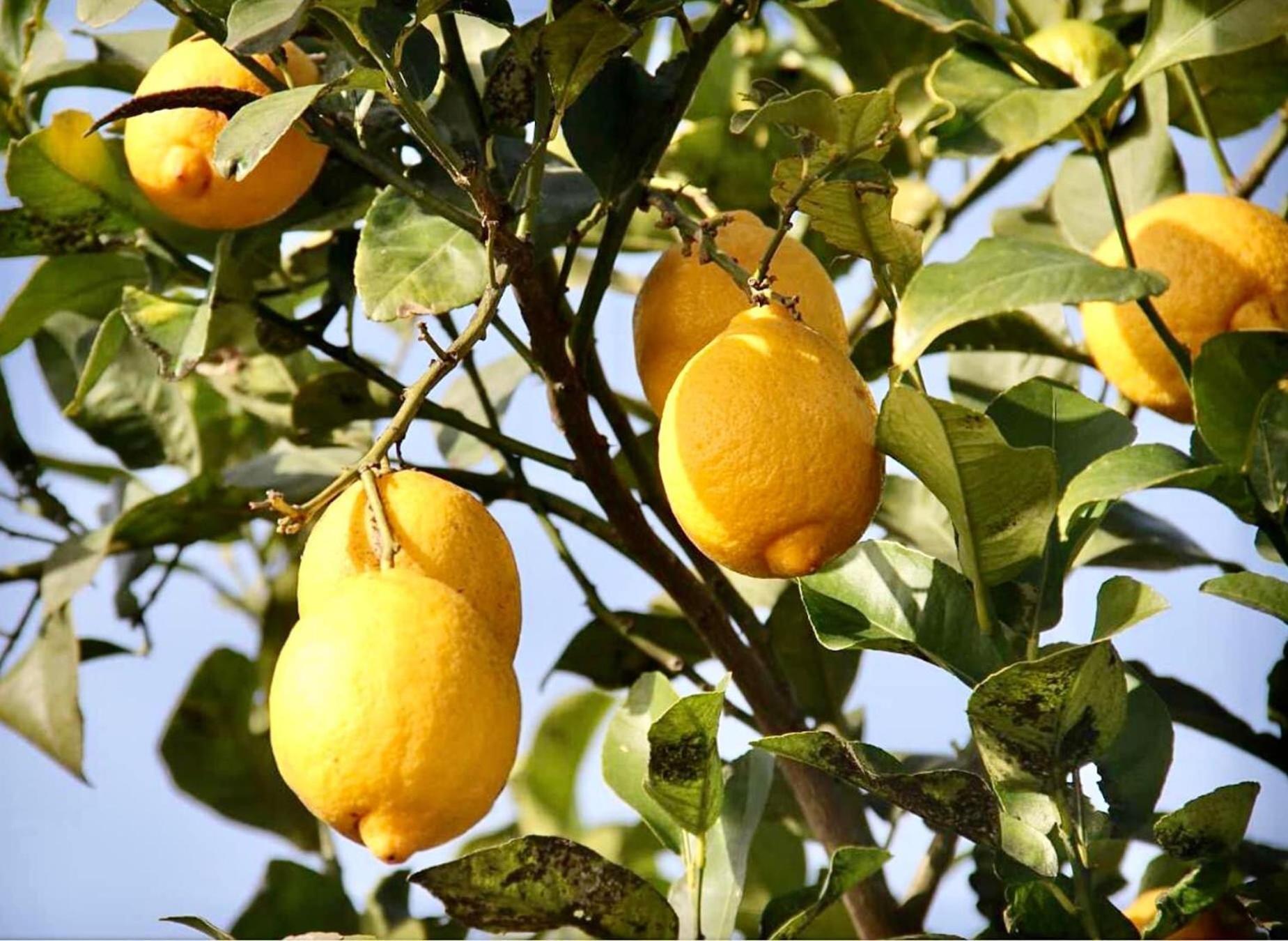 Dar El Hana Taroudant Dış mekan fotoğraf